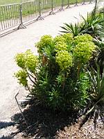 Euphorbia Characias subsp Wulfenii, fam. Euphorbiacees, Rg mediterraneennes orientales (2) (Photo F. Mrugala)